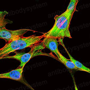 Валидация IF - AntibodySystem RHD59603
