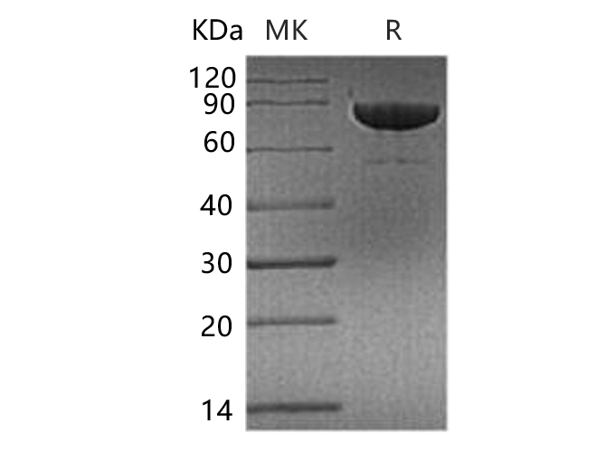 Валидация Elabscience PKSH033496(3800)