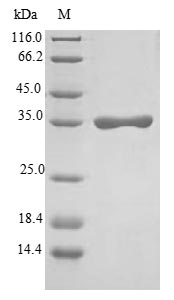 SDS-PAGE