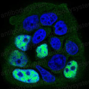 Валидация IF - AntibodySystem RHF48403