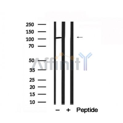 Валидация Affinity AF7839 - 4567