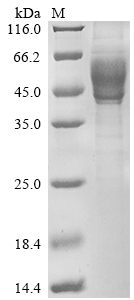 SDS-PAGE