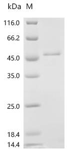 SDS-PAGE