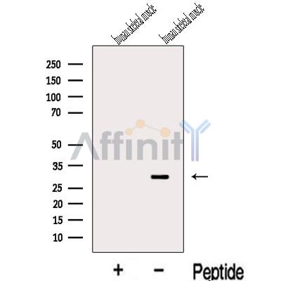 Валидация Affinity DF13104 - 7997