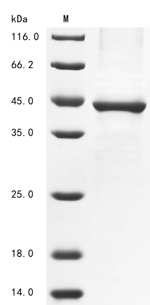 SDS-PAGE