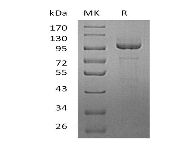 Валидация Elabscience PKSH032978(3367)