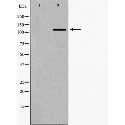 Валидация Affinity DF7280 - 18948
