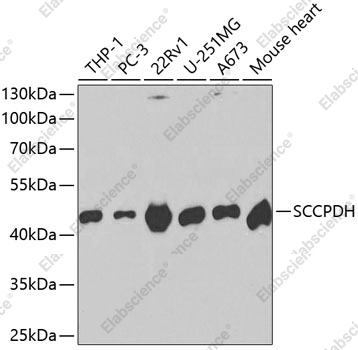Вестерн-блоттинг, SCCPDH, различные клеточные линии