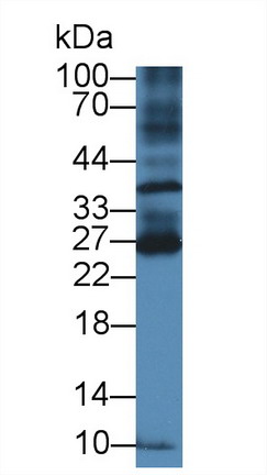 8608