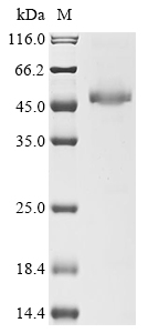 SDS-PAGE
