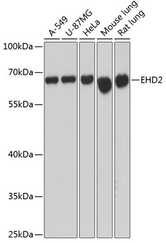 Валидация Elabscience E-AB-64391
