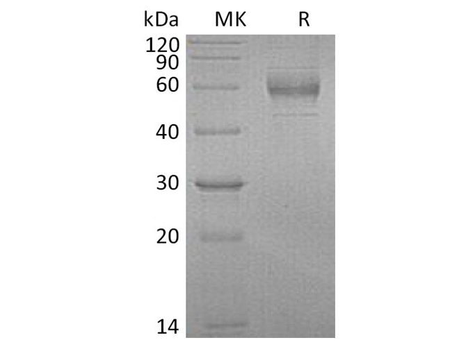 Валидация Elabscience PKSH033670(3953)