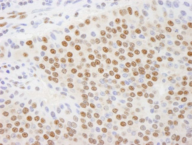 Валидация AssayVector ARM2351(4089)