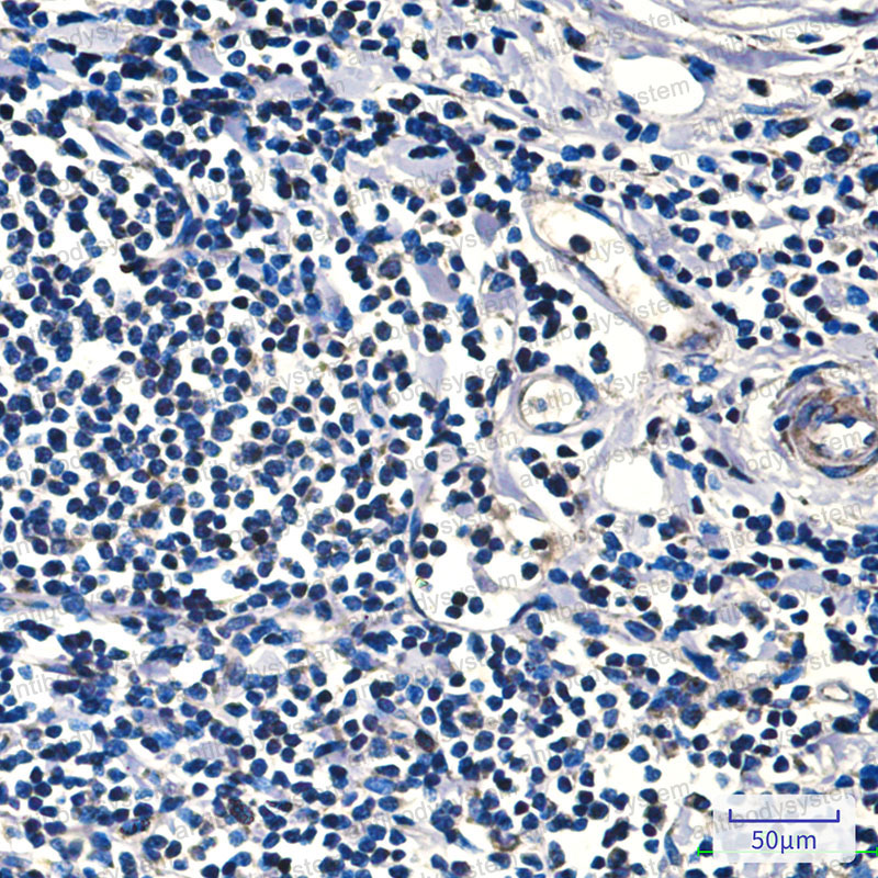 Валидация AntibodySystem RHC29105