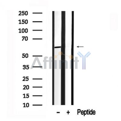 Валидация Affinity AF7654 - 4333