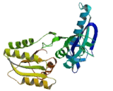 Taste Receptor Type 1 Member 3 (TAS1R3) Taste Receptor Type 1 Member 3 (TAS1R3)
