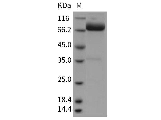 Валидация Elabscience PKSR030243(5600)