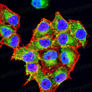 Валидация IF - AntibodySystem RHC08104