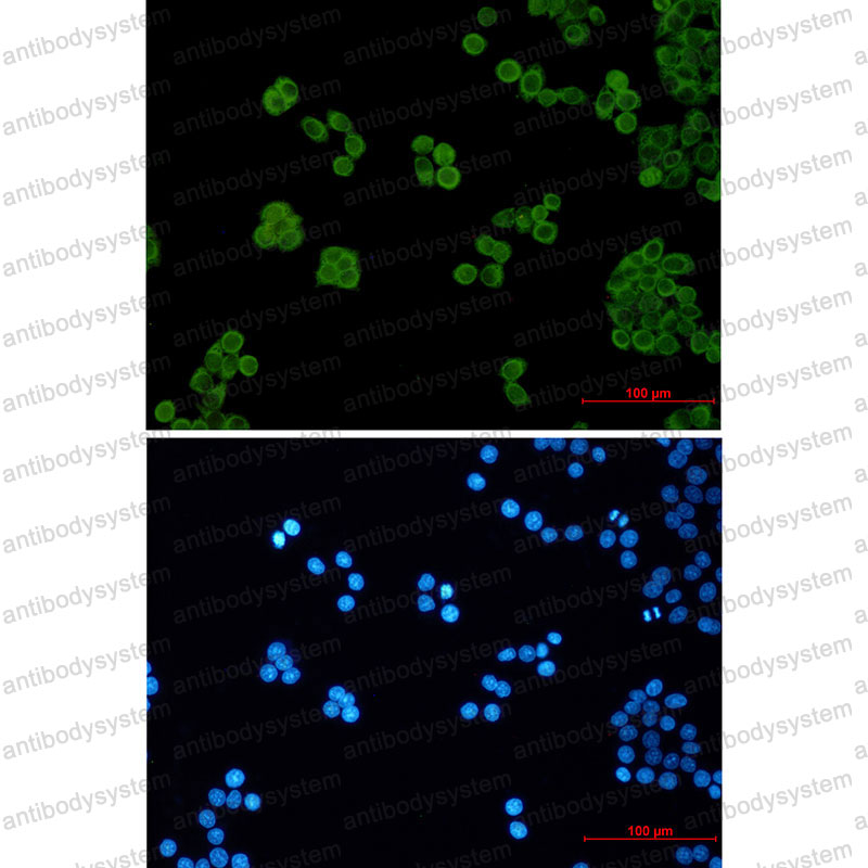 Валидация IF - AntibodySystem RHN72801