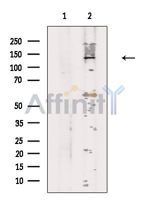 Валидация Affinity DF2581 - 13260