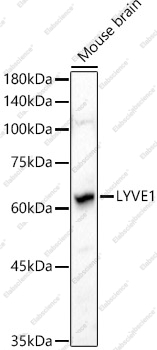 Вестерн-блоттинг, LYVE1, мозг мыши