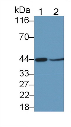 22737