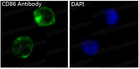 Валидация IF - AntibodySystem RHE33802