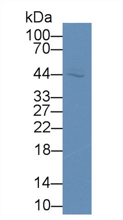 39326