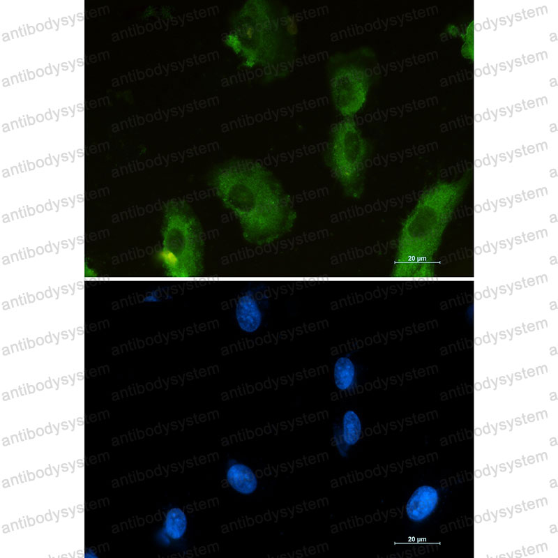 Валидация IF - AntibodySystem RHC06001
