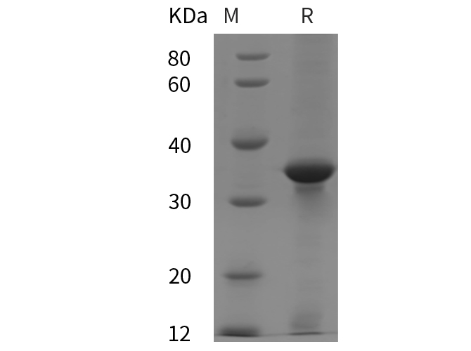 Валидация Elabscience PDEH100807(247)