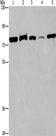 Валидация Elabscience E-AB-12278