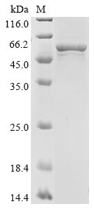 SDS-PAGE