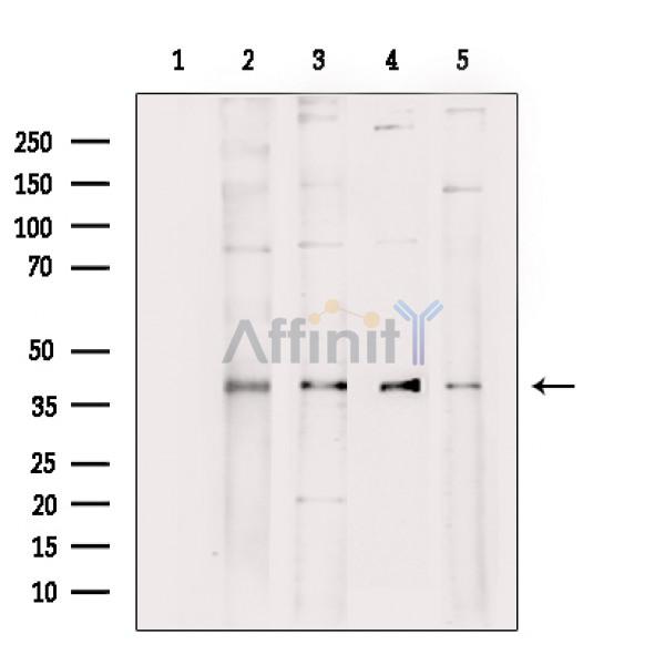 Валидация Affinity DF3068 - 13802