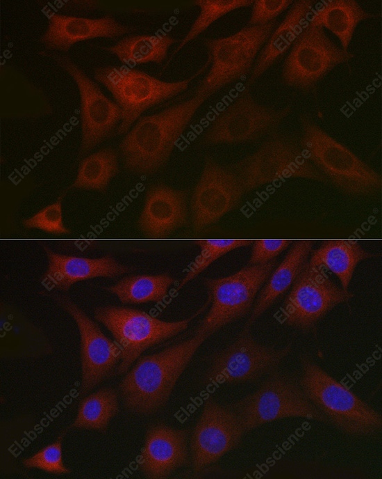 Иммунофлуоресценция, PDK1/PDHK1, клетки NIH/3T3