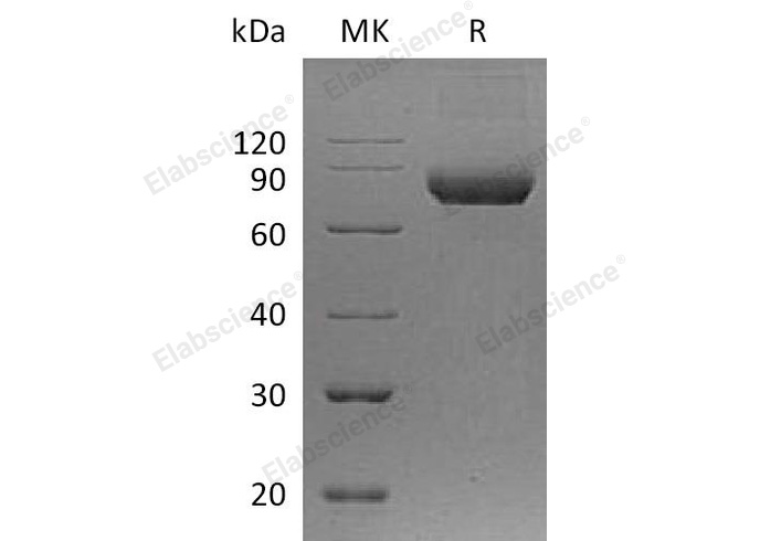 Валидация Elabscience PKSH032652(3087)