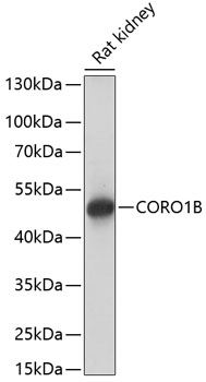Валидация Elabscience E-AB-65046