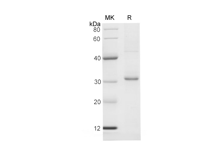 Валидация Elabscience PDEH100695(170)