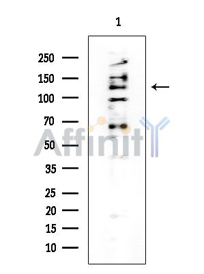 Валидация Affinity DF8581 - 20488