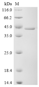 SDS-PAGE
