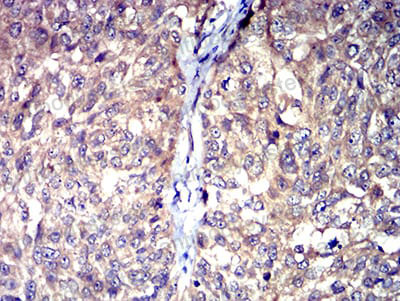 Валидация AntibodySystem RHE47403