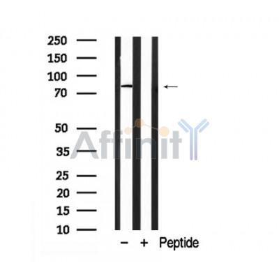 Валидация Affinity AF7901 - 4645