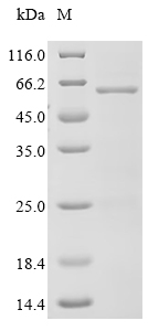 SDS-PAGE