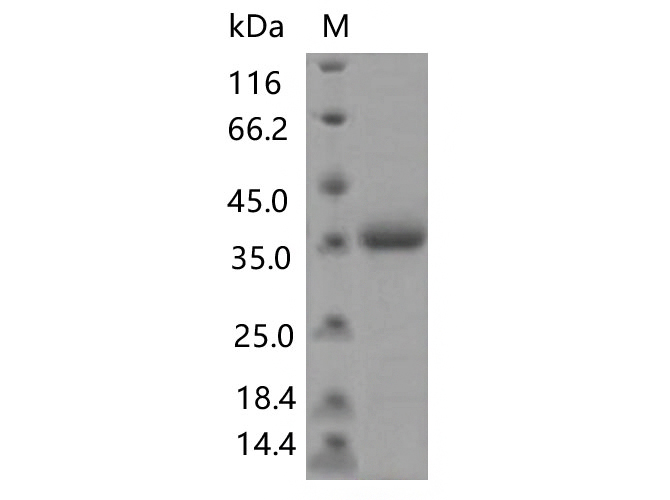 Валидация Elabscience PKSV030459(6181)