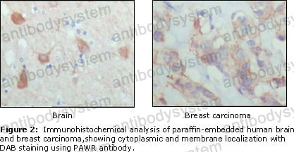 Валидация AntibodySystem RHN89202 (3924)