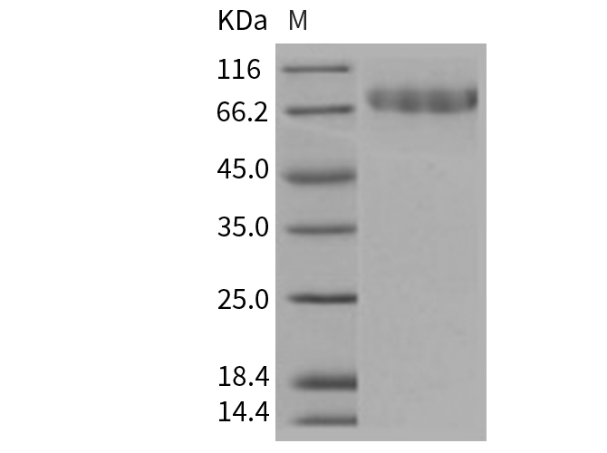 Валидация Elabscience PKSM040750(4722)