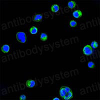 Валидация IF - AntibodySystem RHC13105 (289)