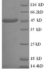 SDS-PAGE