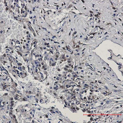 Валидация Elabscience E-AB-81515