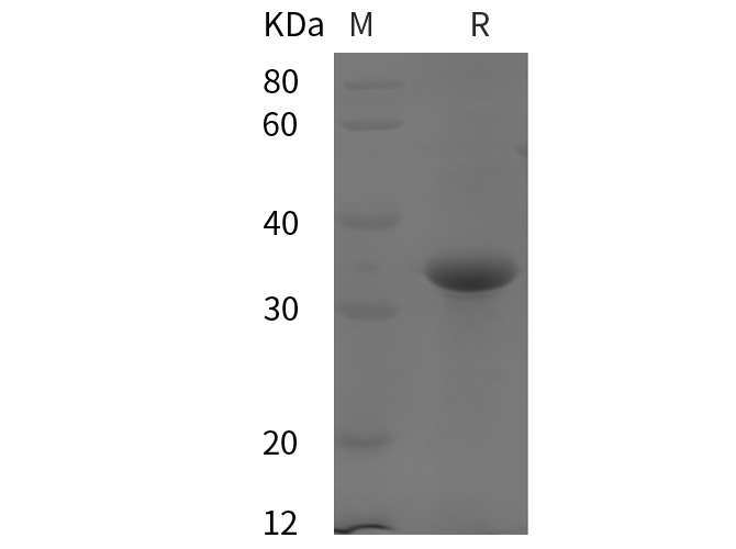 Валидация Elabscience PDEH100818(257)