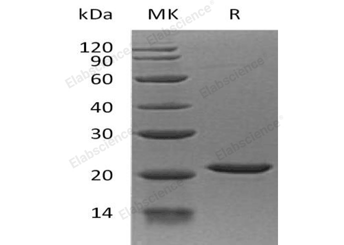 Валидация Elabscience PKSH032372(2858)